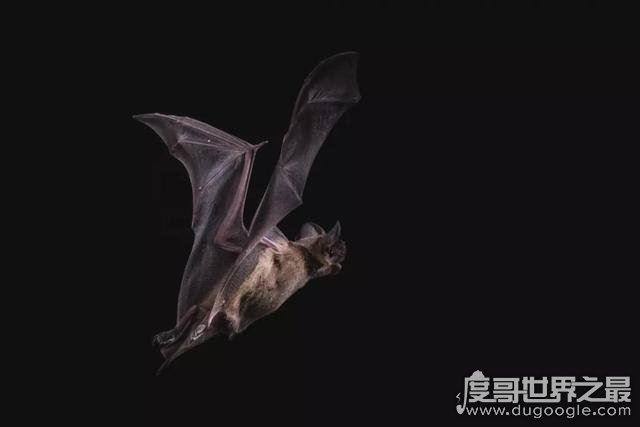 十大最恐怖蝙蝠图片，吸血蝙蝠真的存在(一生吸血100升)