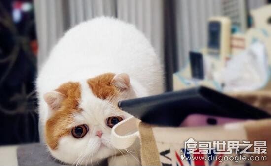 红小胖snoopy猫是什么品种，血统高贵的明星加菲猫