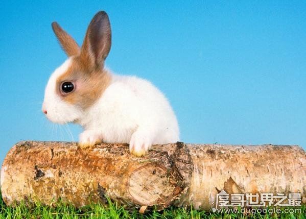 世界上最小的萌宠迷你兔，将你捧在手心(掌中宝)简直萌化了