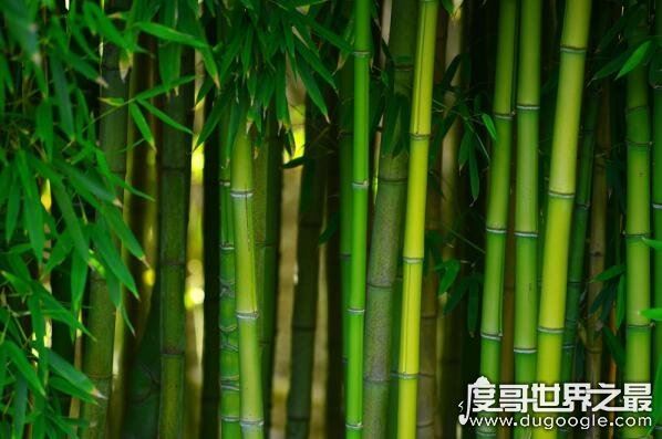 世界上生长速度最快的植物，毛竹(一晚上便能长1米)