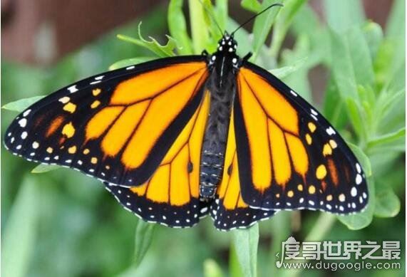 毛毛虫变蝴蝶的过程，说说蝴蝶成长的艰难历程(从丑陋到美丽)