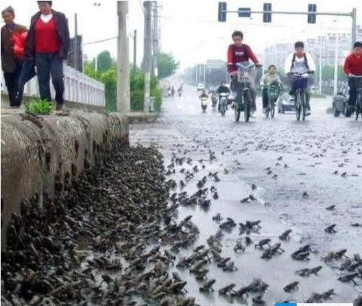 世界上最奇特的怪雨，英国苹果雨(天空下苹果引众人争抢)