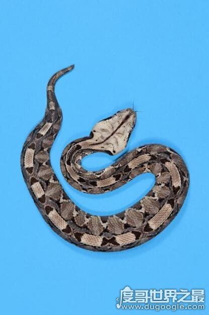 世界上毒牙最长的蛇，加蓬蝰蛇(毒牙长5厘米/非洲最大毒蛇)
