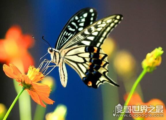 蝴蝶的家在哪里，它们常常缀叶为巢(下雨时会都在花间或树叶下)