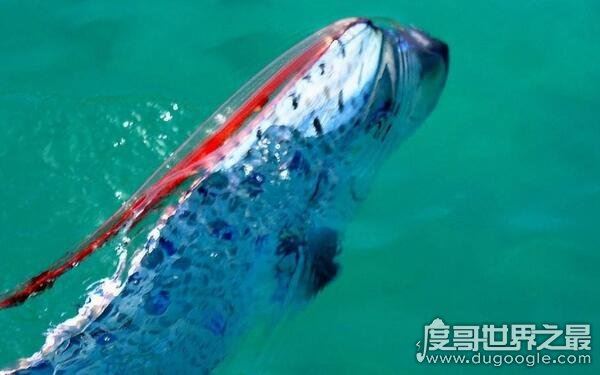 世界上最长的鱼，皇带鱼的恐怖传说(长度可达17米)