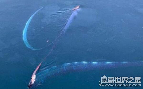 世界上最长的鱼，皇带鱼的恐怖传说(长度可达17米)