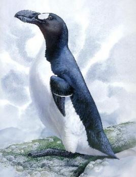 世界十大灭绝动物，原来北极也曾有企鹅（长知识了）