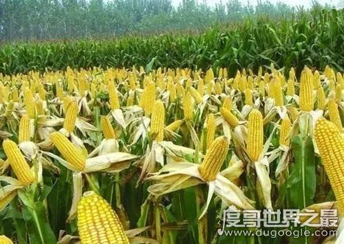 世界上生产玉米最多的国家，美国年产量10.75亿吨(中国2.5亿吨)
