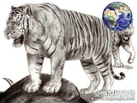 800公斤史上最大的老虎，东北远东巨虎(长4米/重800公斤)