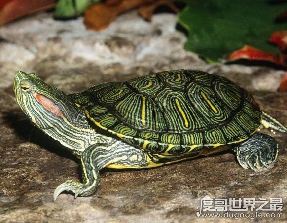 巴西龟寿命，大部分只能活15年以下(最长寿命不超过35年)