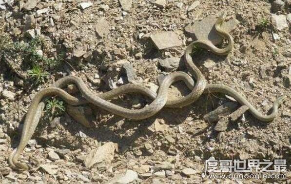 蛇交配过程详解,房事一次可以持续几天(你羡慕不来)