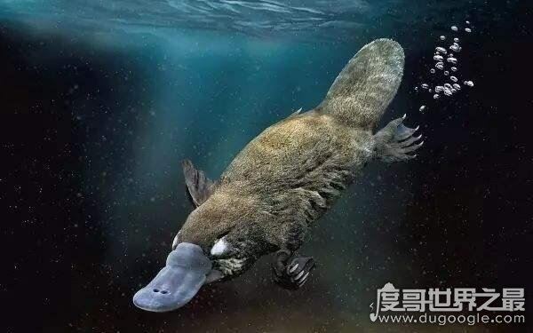 世界上最古老的哺乳动物，可追溯到2500万年前（鸭嘴兽）