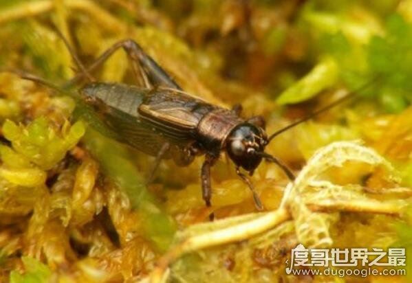 蛐蛐吃什么好养活，植物蔬菜/水果/鱼虾等荤素搭配(杂食性昆虫)