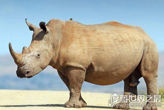 世界十大濒临灭绝的动物，全世界仅剩这一只白犀牛