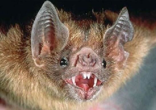 世界上最凶恶的蝙蝠，猪脸大蝙蝠最爱吸食鲜血