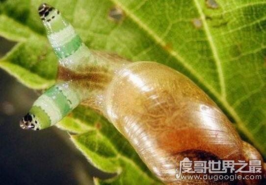 恶心的僵尸蜗牛，被寄生虫完全控制大脑直到死去