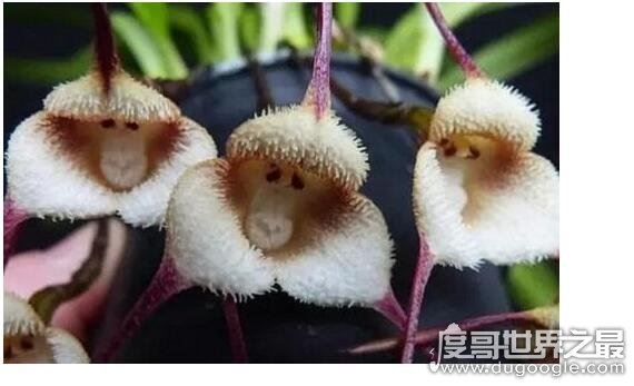 世界上最可爱的兰花,猴面小龙兰(长的奇特呆萌的花朵)