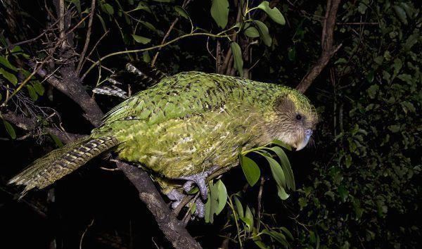 世界珍稀动物第一名，夜鹦鹉自1979年便难得一见(濒危动物)