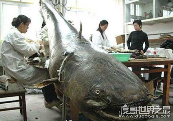 长达15米的巨型哲罗鲑现身，新疆喀纳斯湖水怪真相被揭开
