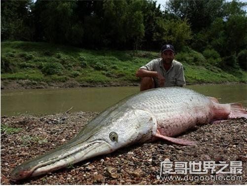 长达15米的巨型哲罗鲑现身,新疆喀纳斯湖水怪真相被揭开