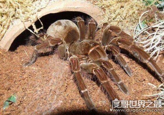 世界上最大的蜘蛛，巨型狼蛛(长达0.3米/有剧毒)