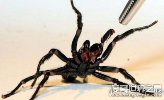 世界上最大的蜘蛛，巨型狼蛛(长达0.3米/有剧毒)
