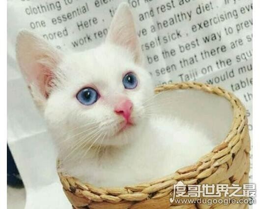 蓝眼白猫是什么品种，是蓝眼睛白毛猫的统称(没有具体品种)
