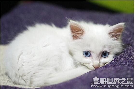 蓝眼白猫是什么品种,是蓝眼睛白毛猫的统称(没有具体品种)
