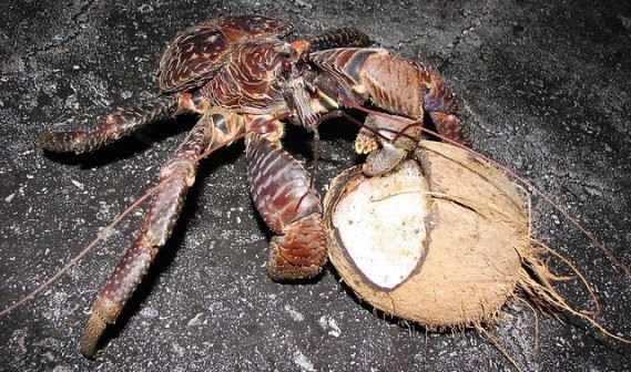 世界上最大的蟹排名，帝王蟹仅排第三最大的杀人蟹长4.2米（你敢吃吗）