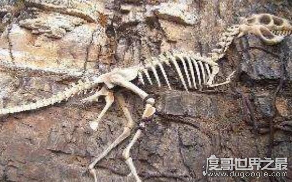 世界上第一个发现恐龙的人,醉心于化石研究(曼特尔)