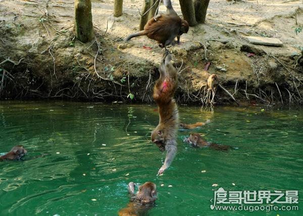 水猴子真的存在吗，就是民间传说中害人的“水鬼”(图片)