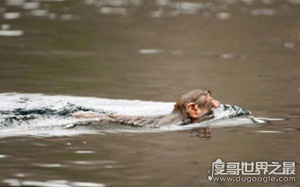 水猴子真的存在吗,就是民间传说中害人的“水鬼”(图片)