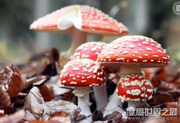 世界上最毒的蘑菇，鹅膏菌(全球95%蘑菇中毒事件的罪魁祸首)