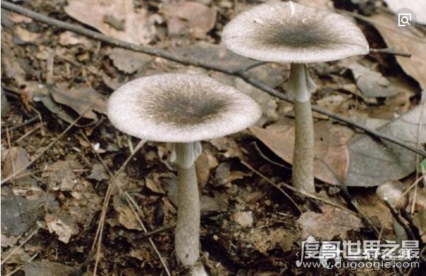 世界上最毒的蘑菇,鹅膏菌(全球95%蘑菇中毒事件的罪魁祸首)