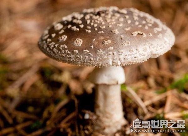 世界上最毒的蘑菇,鹅膏菌(全球95%蘑菇中毒事件的罪魁祸首)