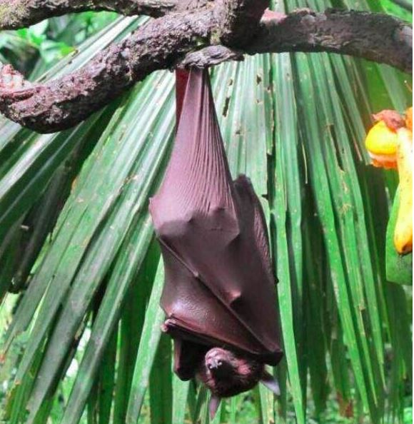 世界上最大的蝙蝠，百利而无一害的特殊蝙蝠（吸食花蜜）