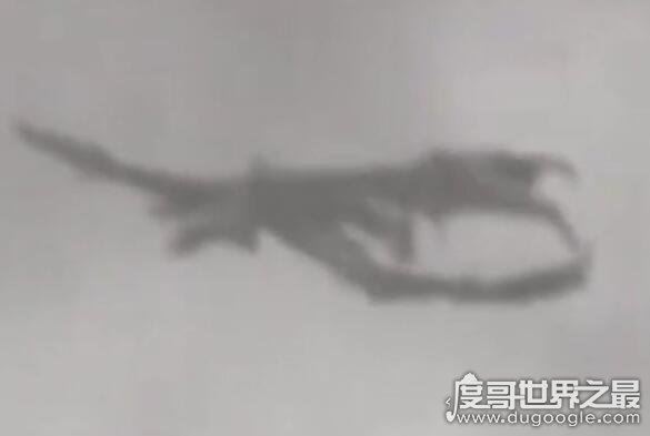 世界上最后一只龙，英国有人在天空拍到一条翼龙(附视频)