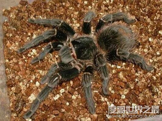 世界上最大的五种蜘蛛，第一名可以长到长15厘米宽25厘米