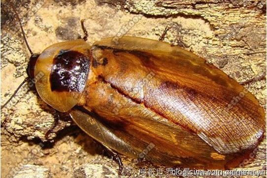 世界上最受人欢迎的蟑螂，秘鲁巨人蟑螂(竟有人当宠物养)