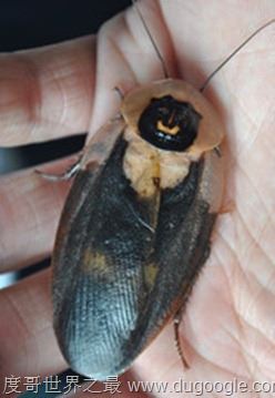 世界上最受人欢迎的蟑螂，秘鲁巨人蟑螂(竟有人当宠物养)