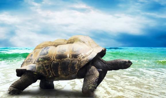 世界上最大的乌龟，龟中“巨人”可背人行走(憨厚)