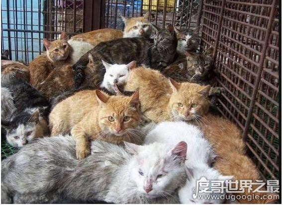 猫肉能吃吗，能吃但是最好不要吃(吃猫对人的身体有害)