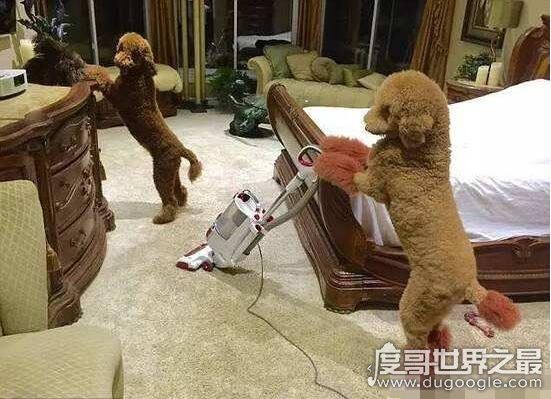 巨型贵宾犬售价高达600万，巨贵犬就是有贵的资本