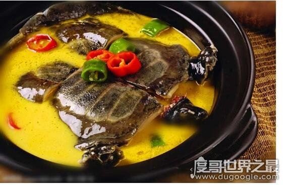 甲鱼怎么杀,第一步砍头最重要(教你怎么处理甲鱼)