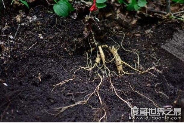 人参会跑吗?并不会跑(人参上拴红绳的原因揭晓)