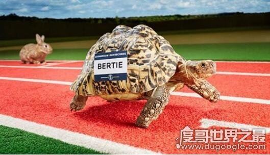 世界上爬行最快的乌龟，一只豹纹陆龟突破了乌龟速度的极限