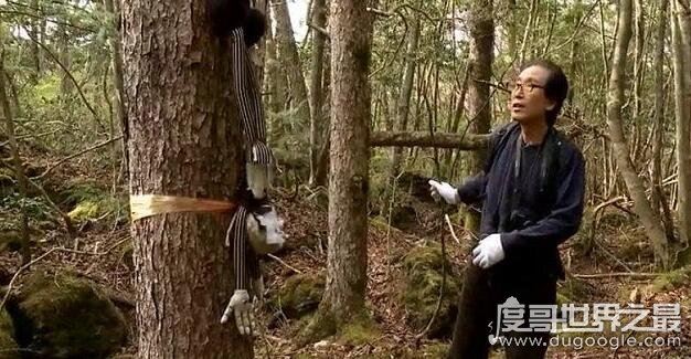 日本自杀森林，青木原树海一年搜出近百具尸体(死法多样化)