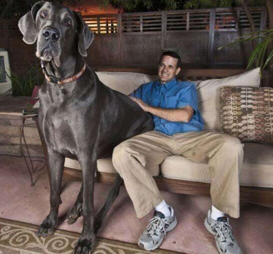 世界上最高大的狗，大丹犬/马士提夫犬(随和的巨犬)