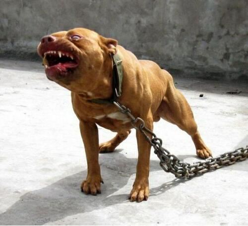 中国十大禁犬名单，萌萌的秋田犬竟然也榜上留明
