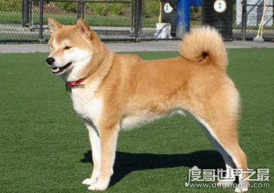 中国十大禁犬名单，萌萌的秋田犬竟然也榜上留明
